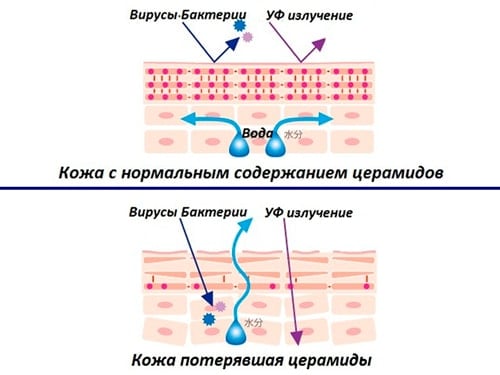 Цераміди