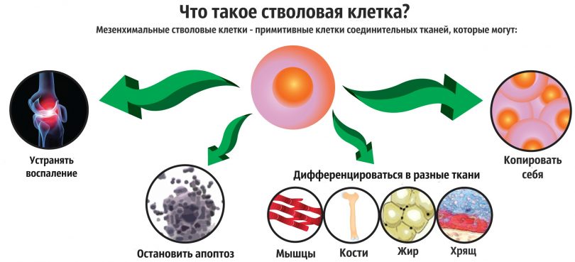 стволовые клетки в косметике стволовые клетки в косметике
